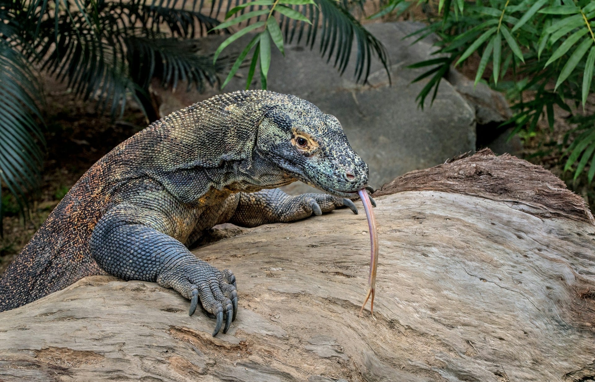 Komodo Dragon