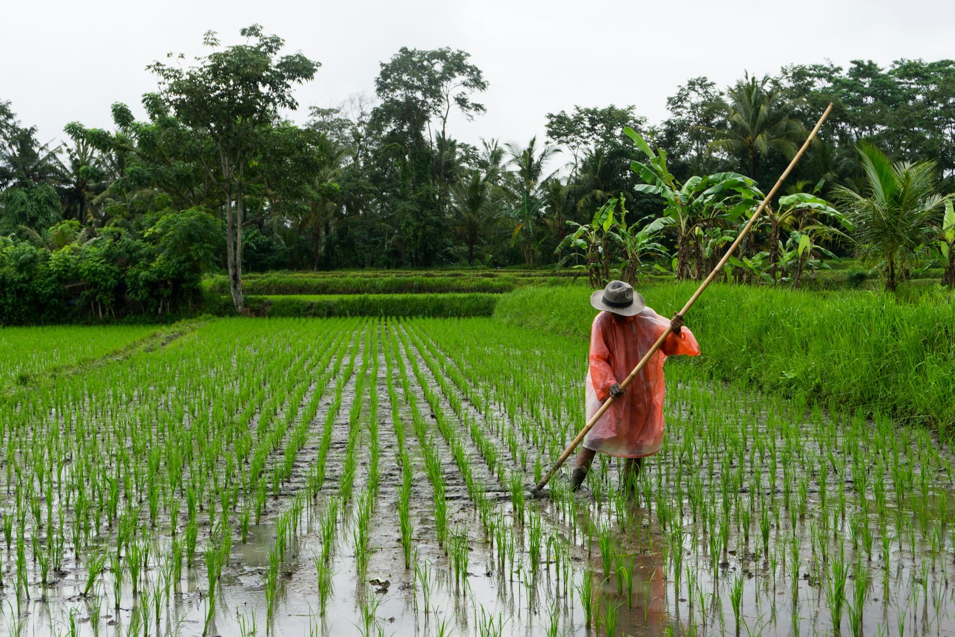 Wet Rice Field in Ubud, Indonesia